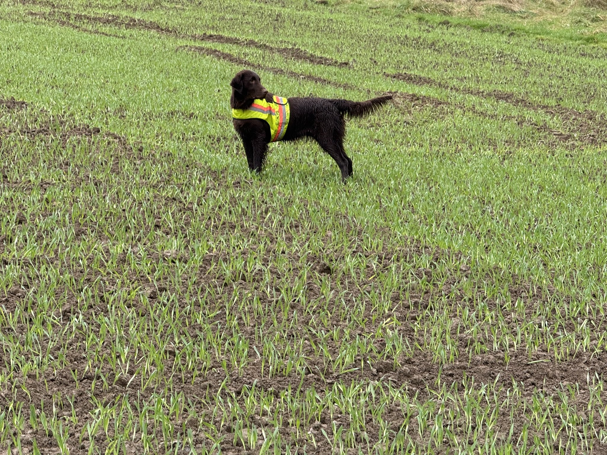 Jagdliche Arbeit