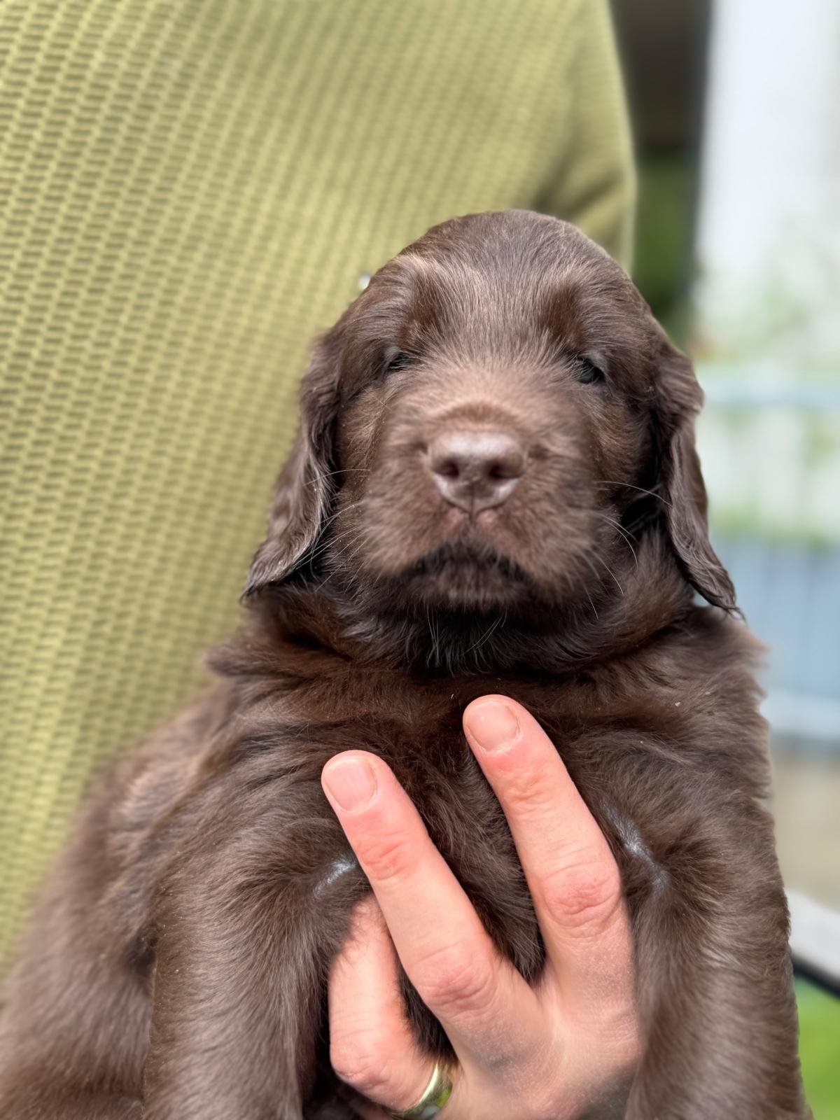 Alvis (Herr Türkis)