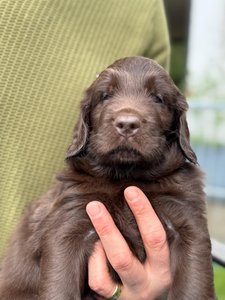 Alvis (Herr Türkis) - Bild 2