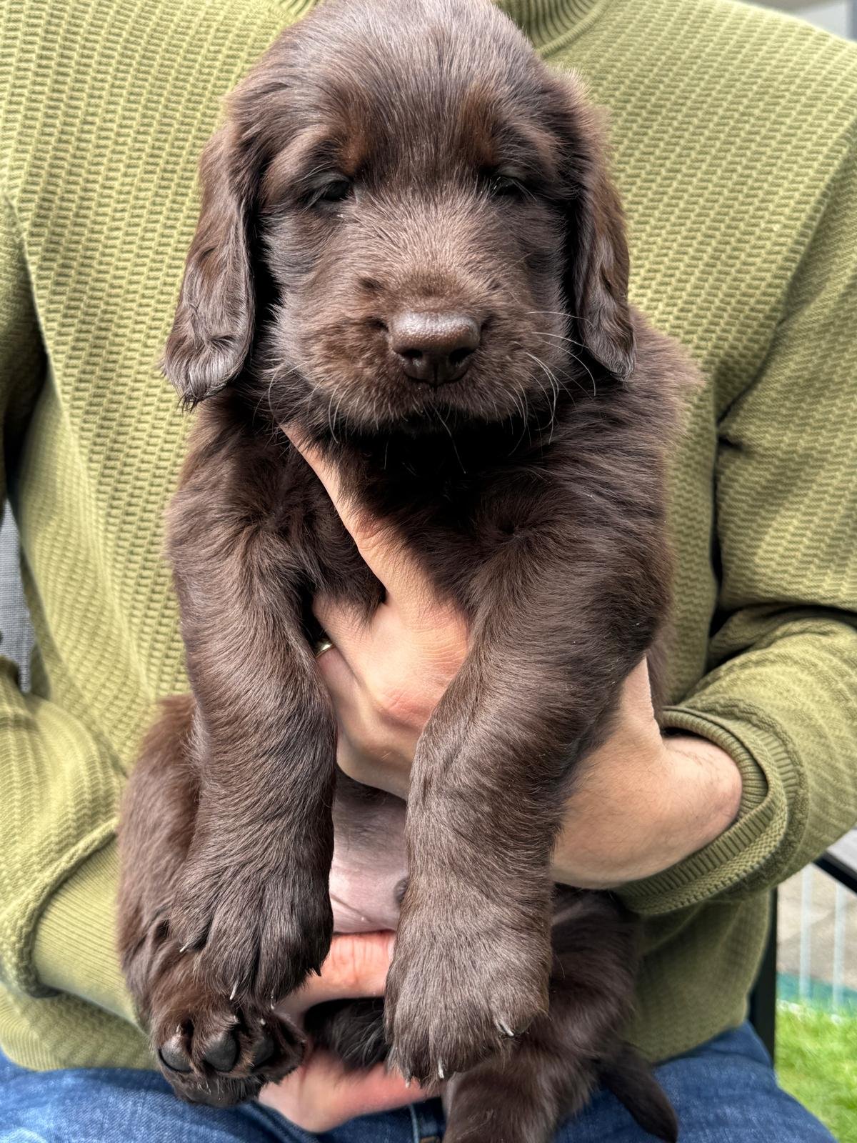 Ares (Herr Orange)