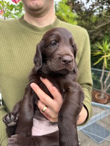 Aska (Frau Rot) - Bild 2